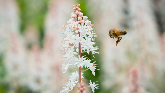 Die unsichtbare Plage: Alles über den Pollenflug