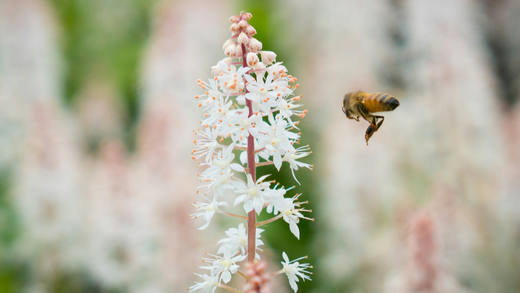 The invisible plague: all about the pollen count