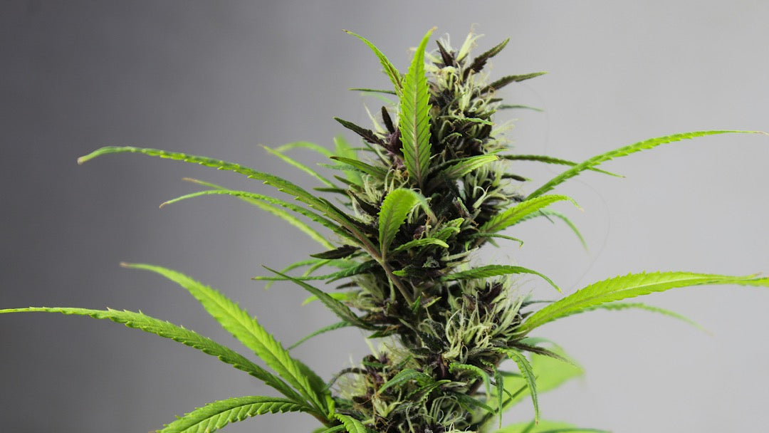 CBD in cosmetics: revolution or hype?
